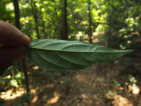 Image de Diospyros ghatensis B. R. Ramesh & D. De Franceschi