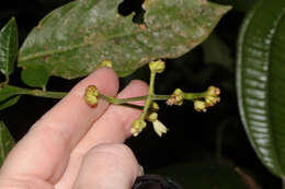 Palicourea caerulea (Ruiz & Pav.) Schult. resmi