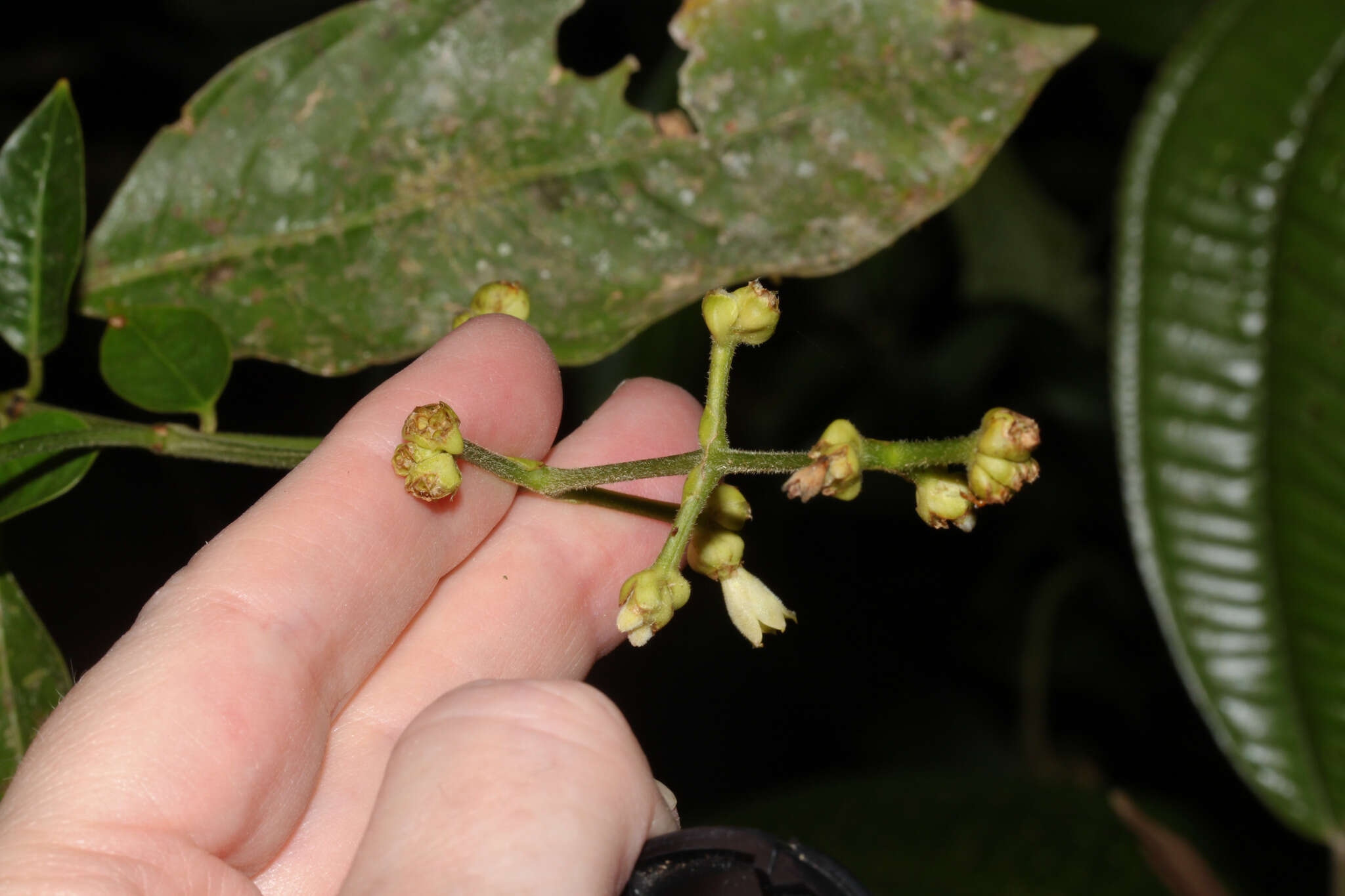 Image of Palicourea caerulea (Ruiz & Pav.) Schult.