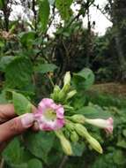 Image of cultivated tobacco