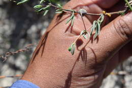 Image of Roepera spinosa (L.) Beier & Thulin