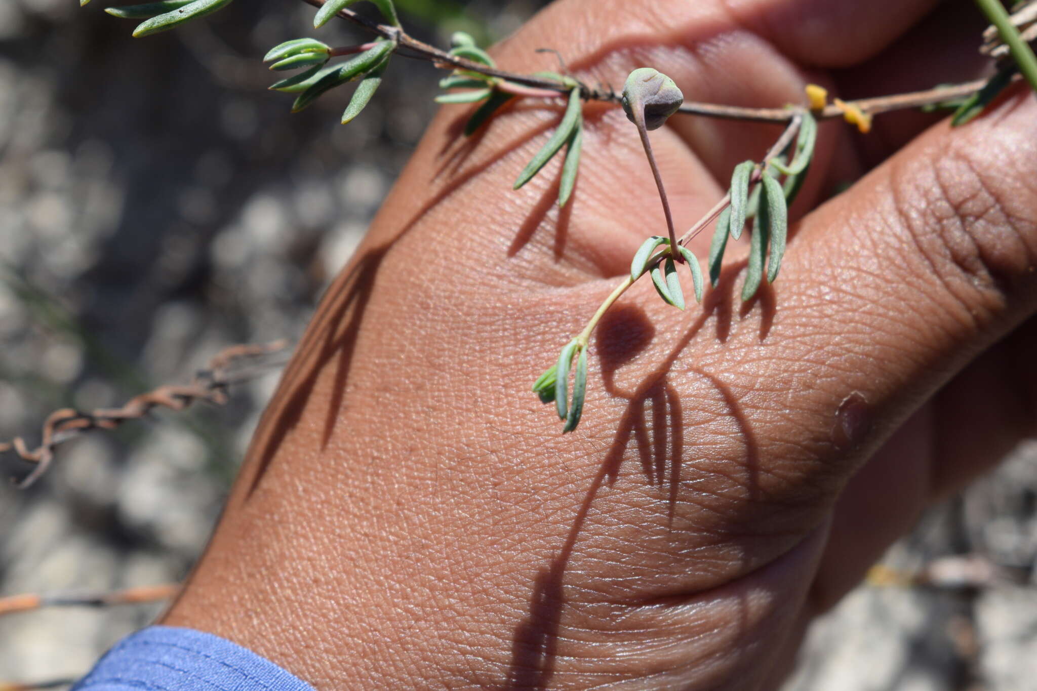 Sivun Roepera spinosa (L.) Beier & Thulin kuva