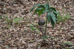 Image of Arisaema thunbergii subsp. urashima (H. Hara) H. Ohashi & J. Murata