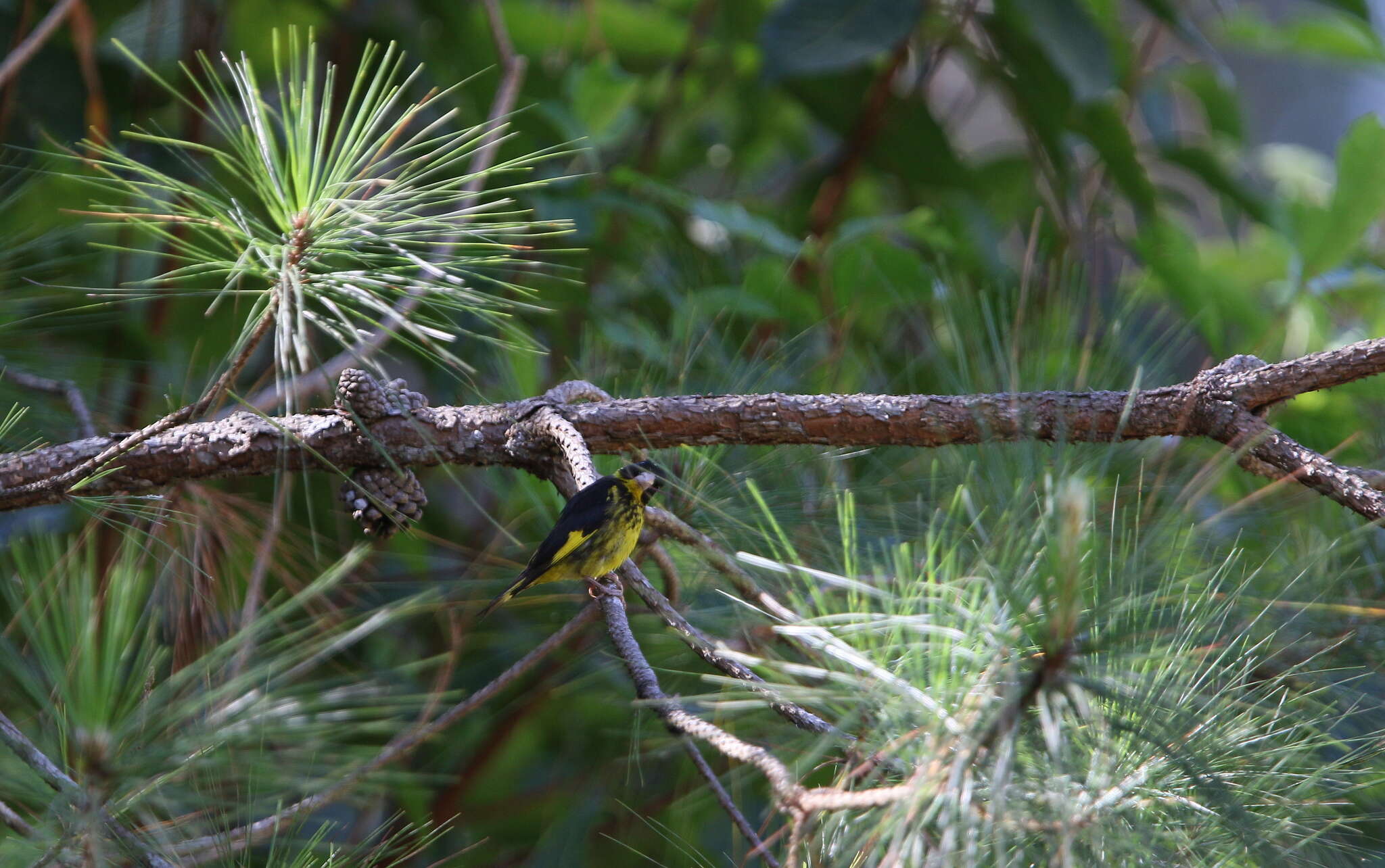 Sivun Chloris monguilloti (Delacour 1926) kuva