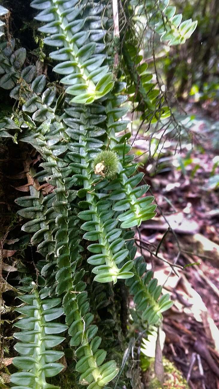 Dichaea pendula (Aubl.) Cogn.的圖片