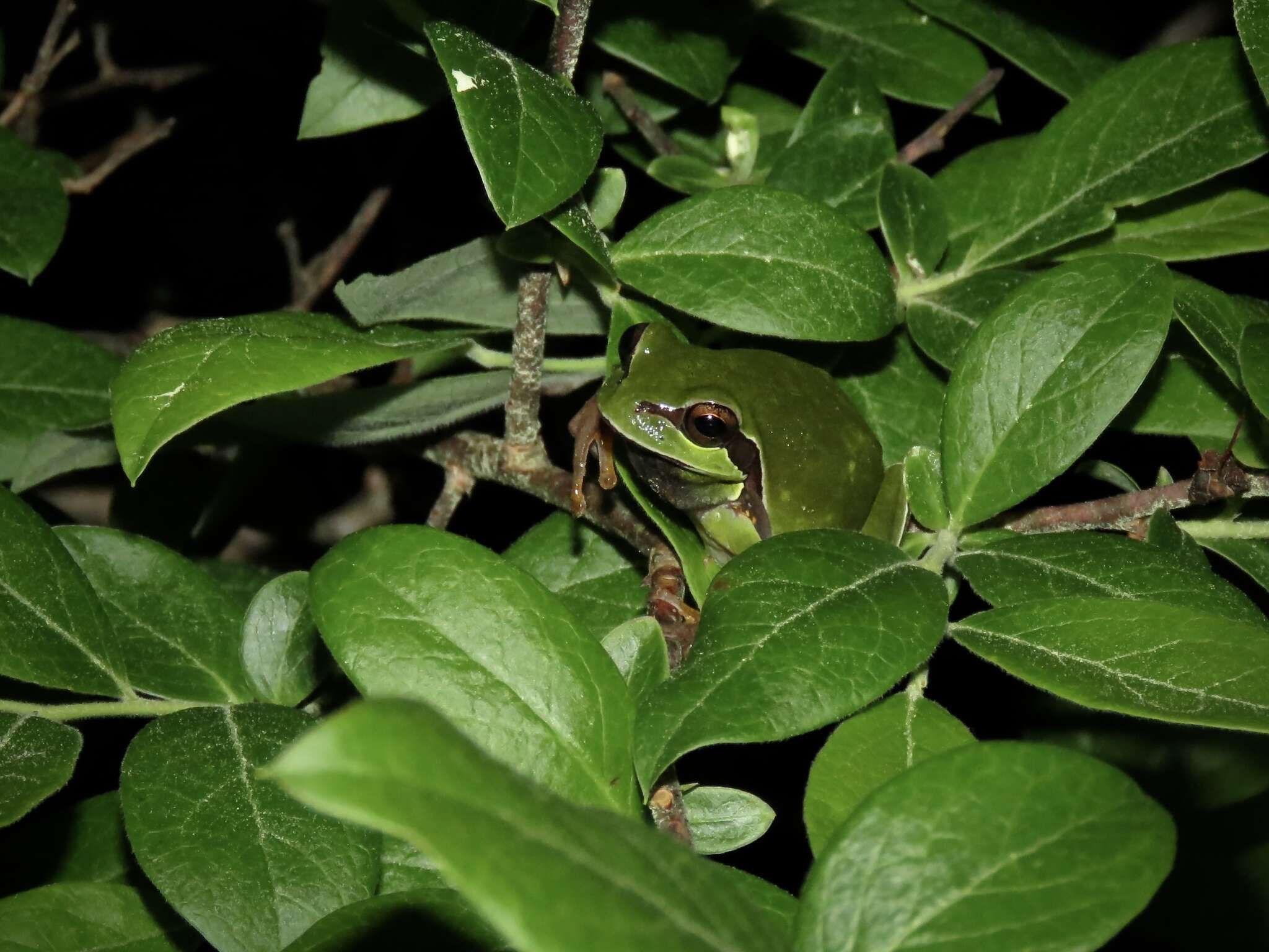 Image of Pine Barrens Treefrog