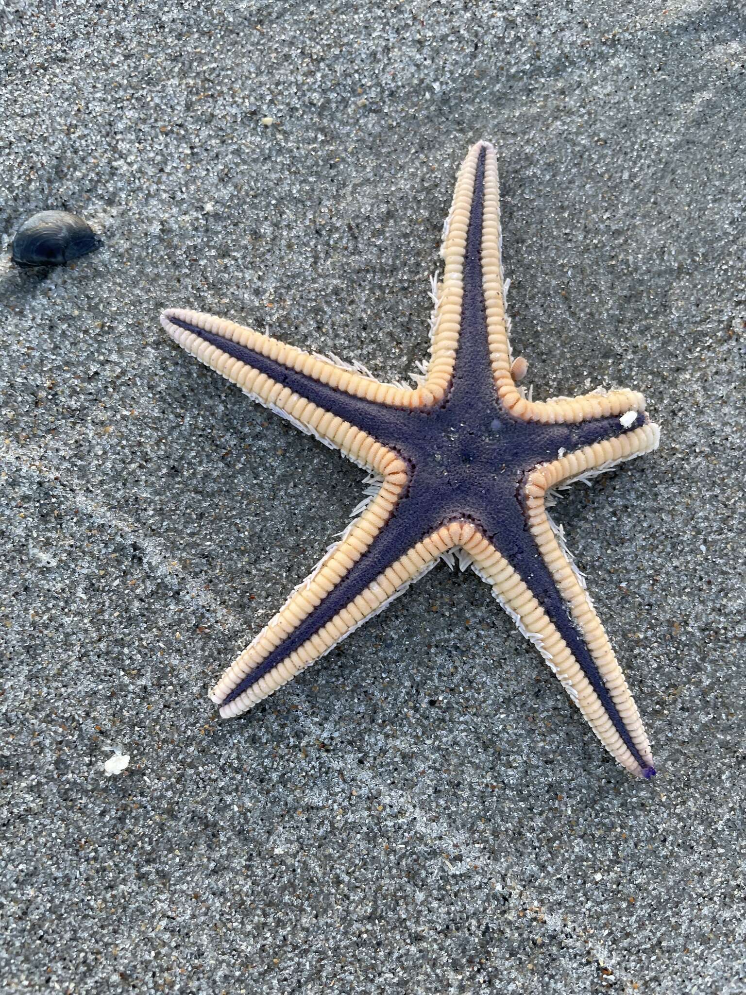 Image of Astropecten articulatus (Say 1825)