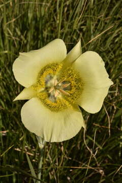 Calochortus gunnisonii var. perpulcher Cockerell resmi