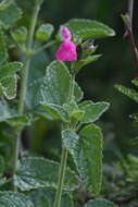 Salvia microphylla Kunth resmi