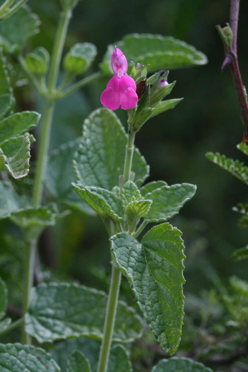 Salvia microphylla Kunth resmi