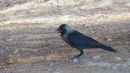 Imagem de Corvus splendens Vieillot 1817