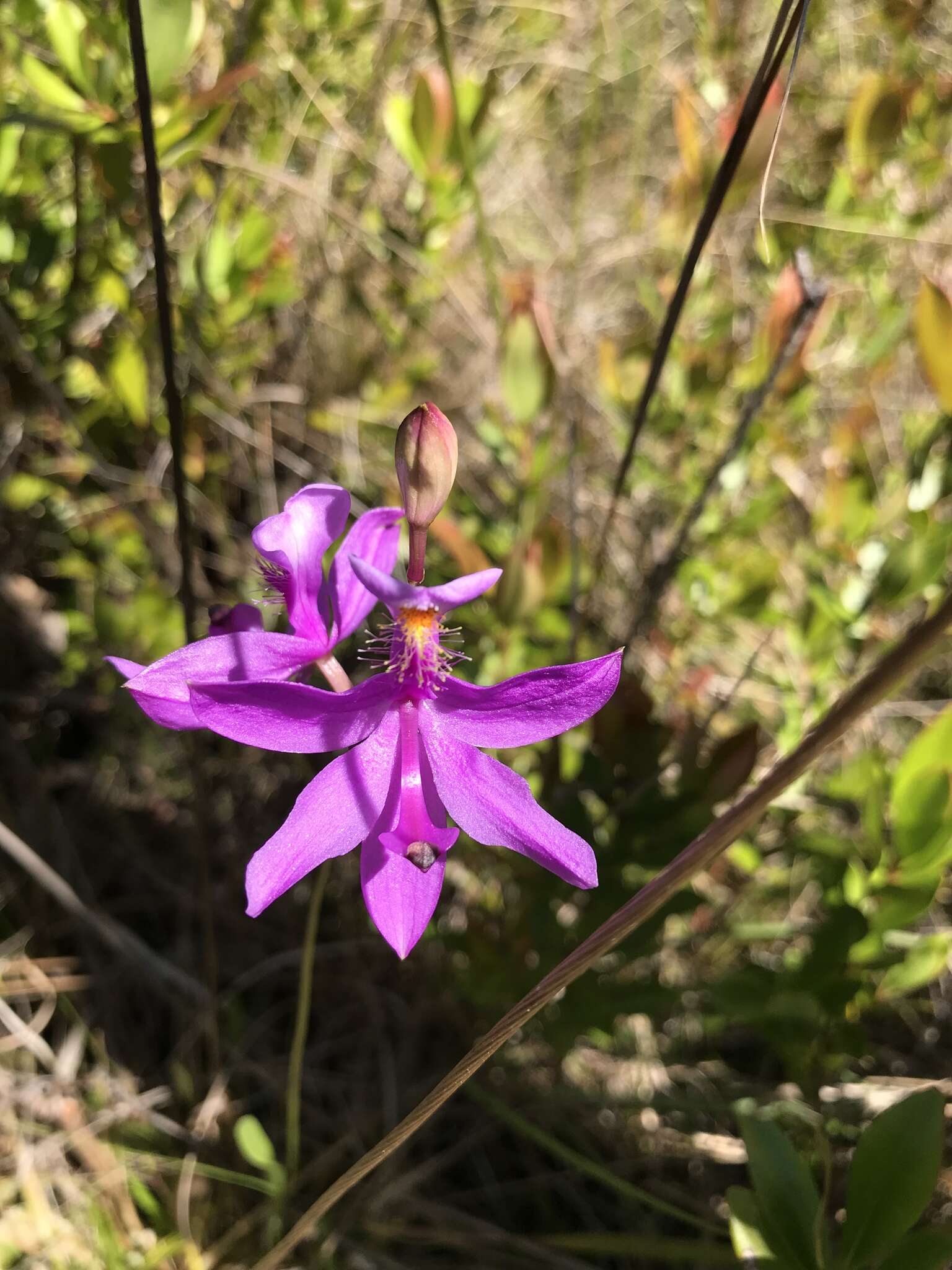 Image of Tuberous Grasspink