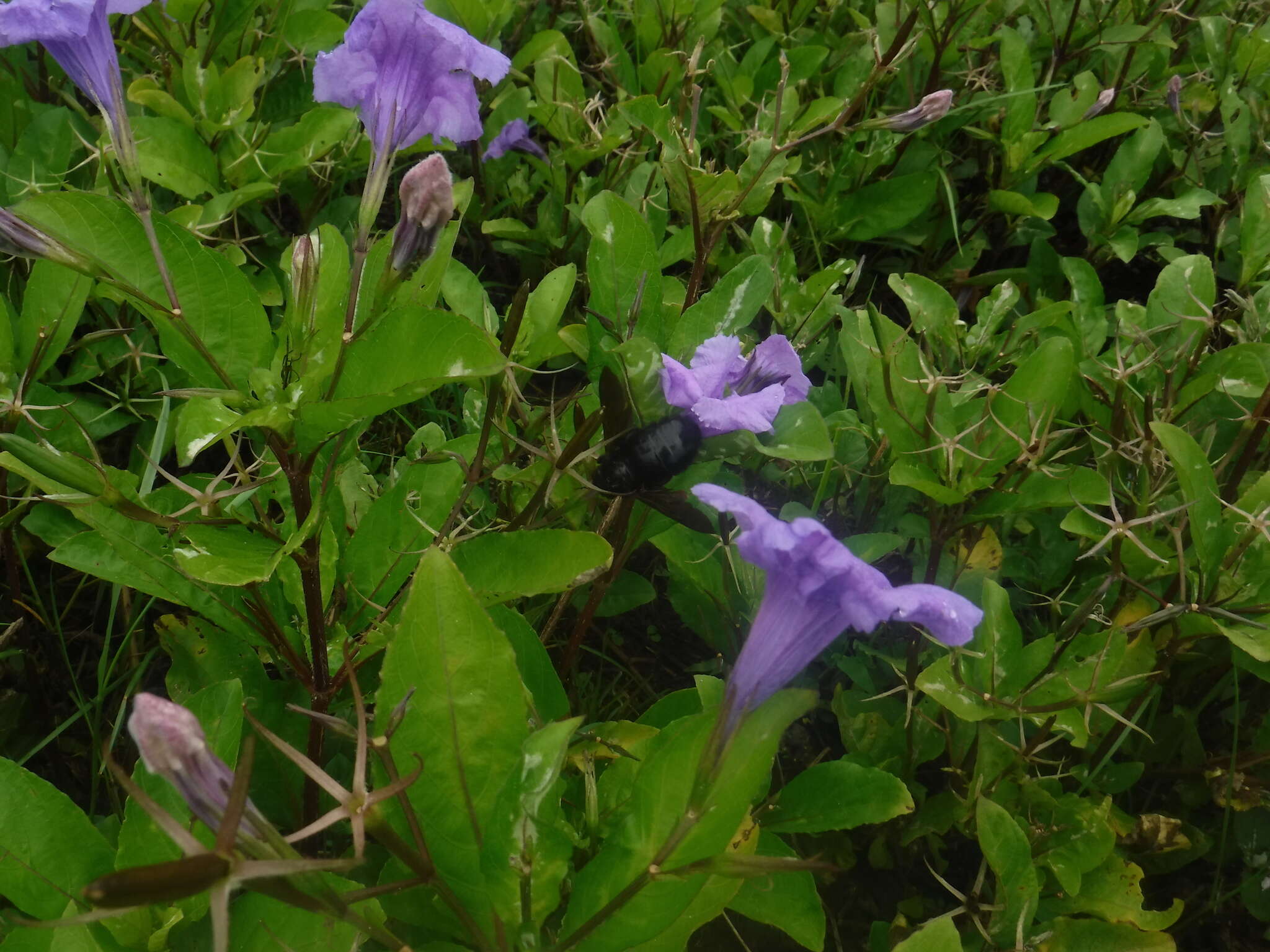 Plancia ëd Xylocopa mordax Smith 1874