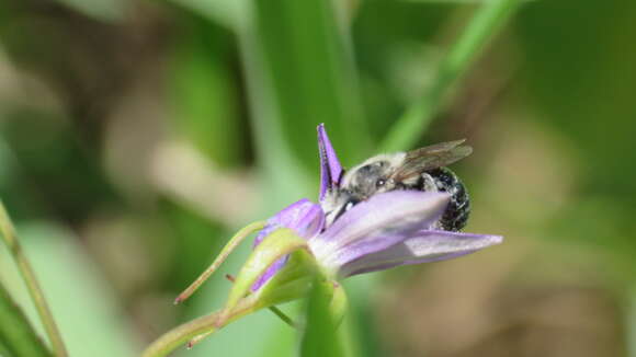 Image of Colletes titusensis Mitchell 1951