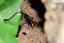 Image of Spider wasp