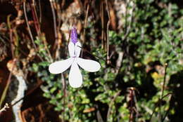 Слика од Lobelia dichroma Schltr.