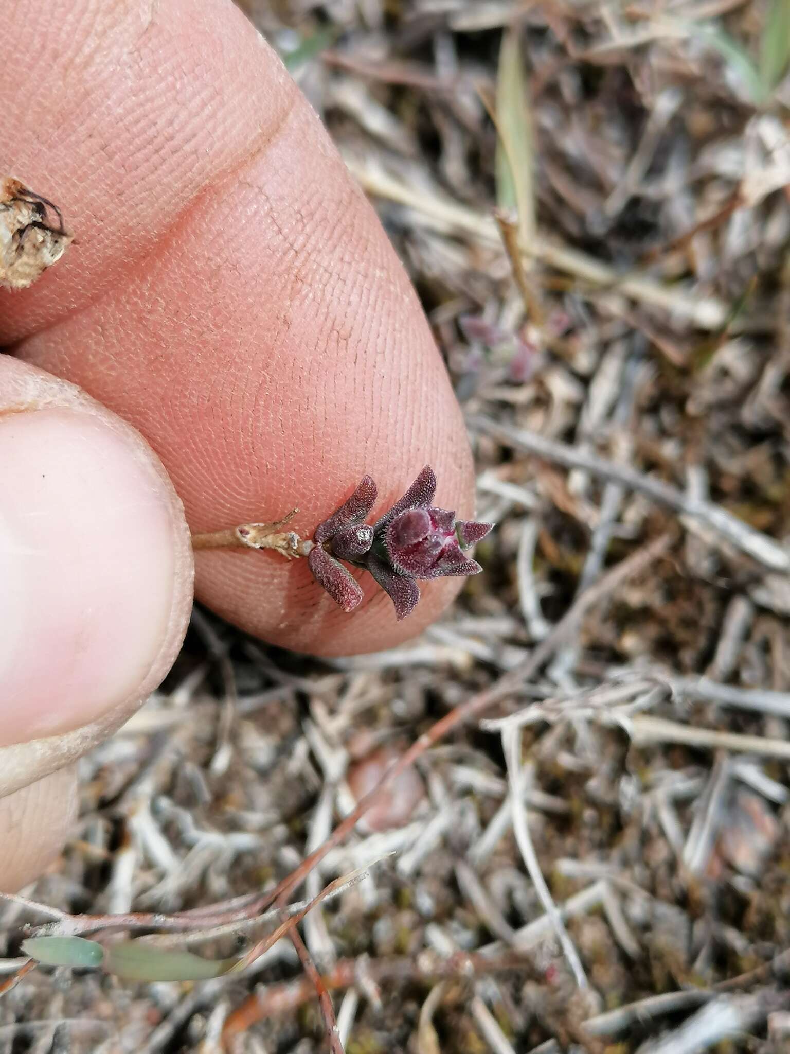 Image of Delosperma neethlingiae (L. Bol.) Schwant.