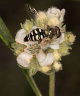 Image of Bird Hover Fly