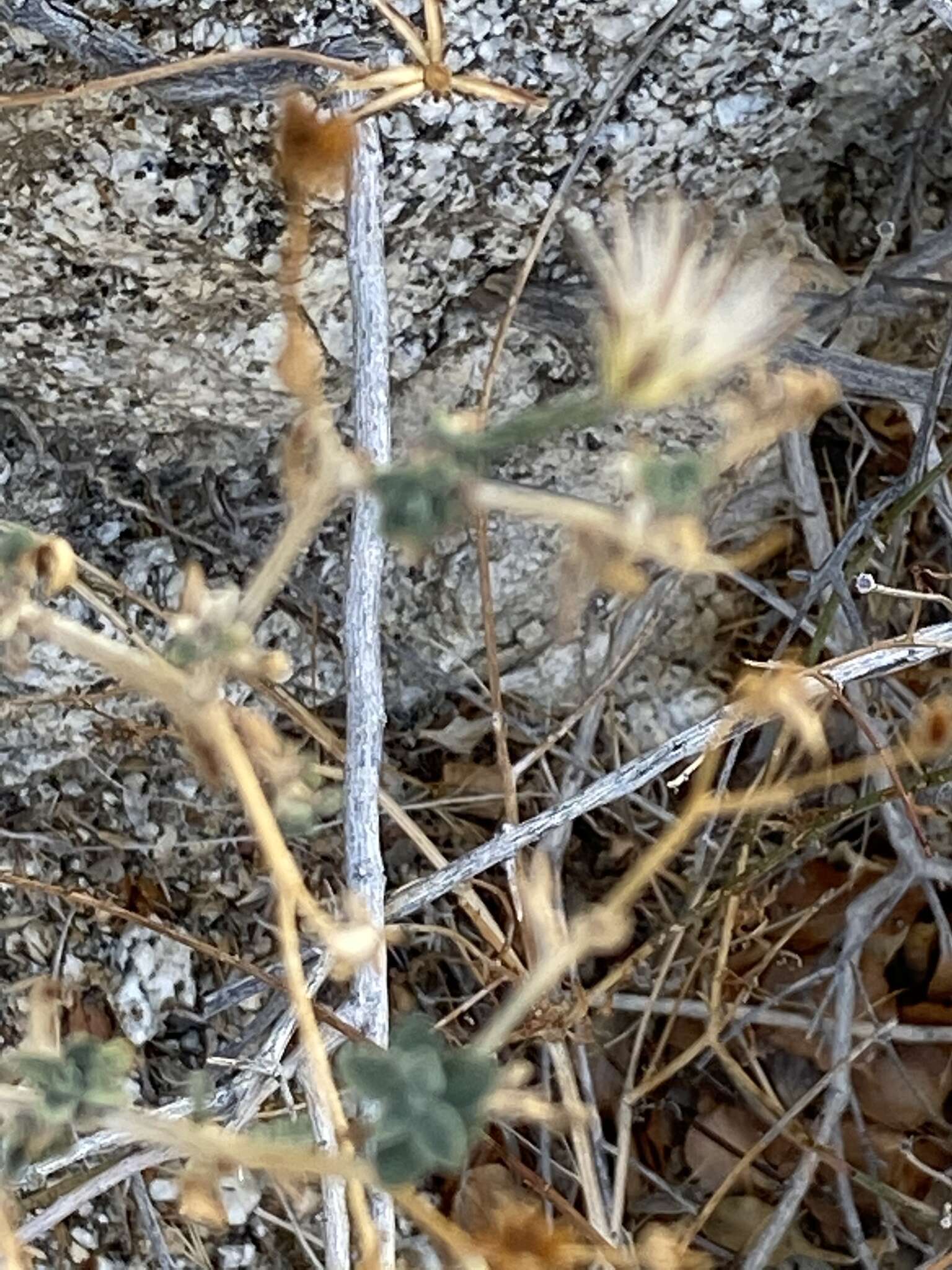 Image of shrubby brickellbush