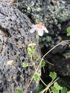 Image of Mogollon geranium