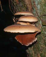 Image of Cyclocybe parasitica (G. Stev.) Vizzini 2014