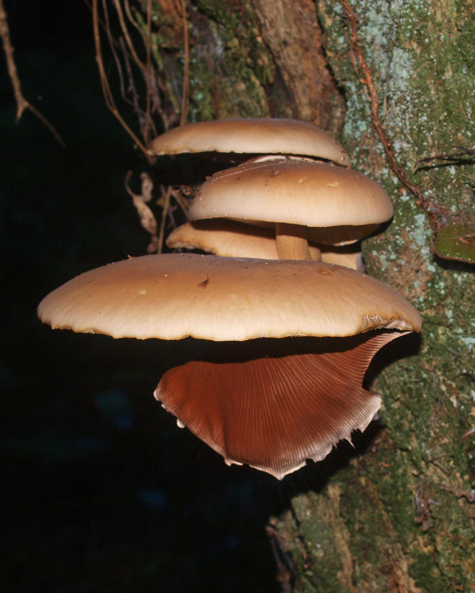 Image de Cyclocybe parasitica (G. Stev.) Vizzini 2014