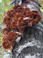 Слика од Armillaria borealis Marxm. & Korhonen 1982