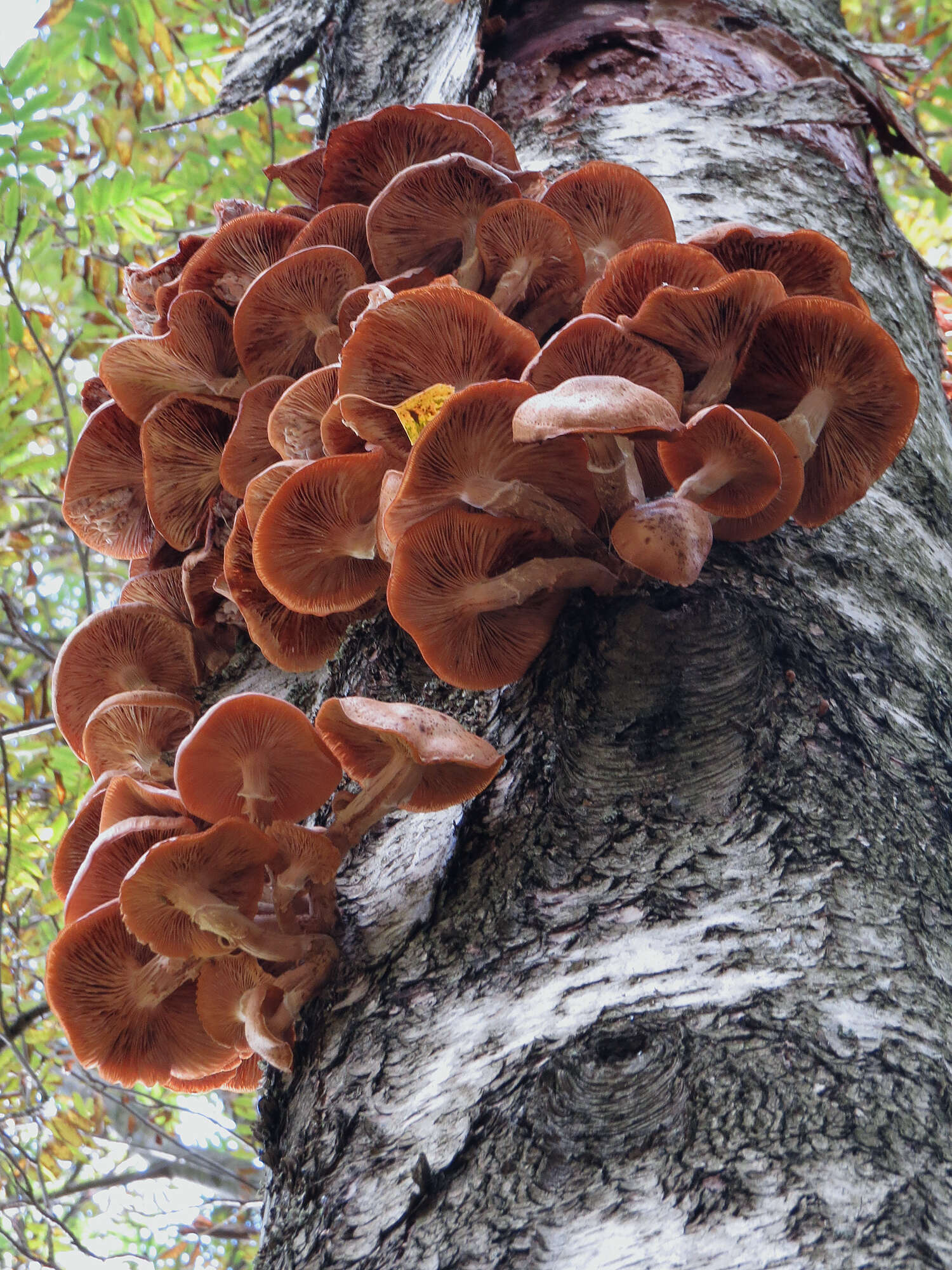 Слика од Armillaria borealis Marxm. & Korhonen 1982