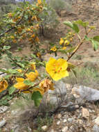 Sivun Fremontodendron californicum (Torr.) Coult. kuva