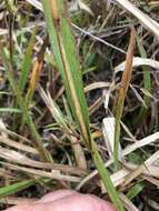 Image of Big Carpet Grass