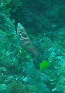 Image of Dotted Wrasse