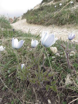 Image of Pulsatilla alpina subsp. alpina