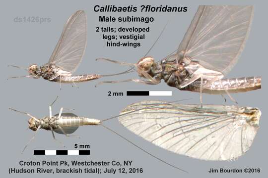 Image of Callibaetis floridanus Banks 1900