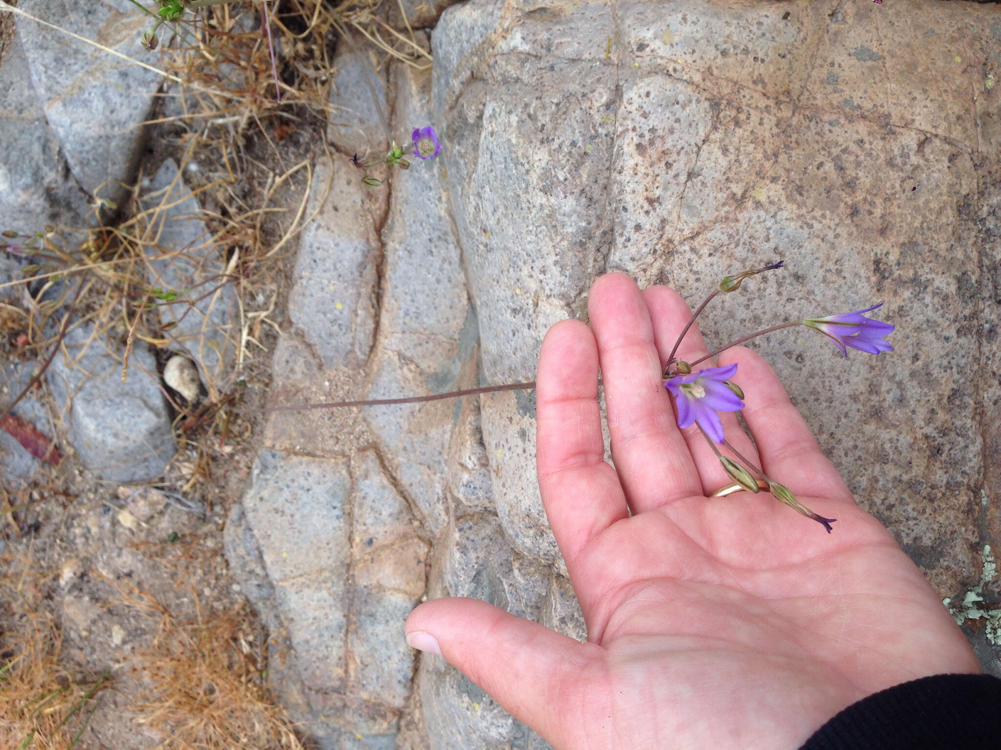 Image de Brodiaea orcuttii (Greene) Baker