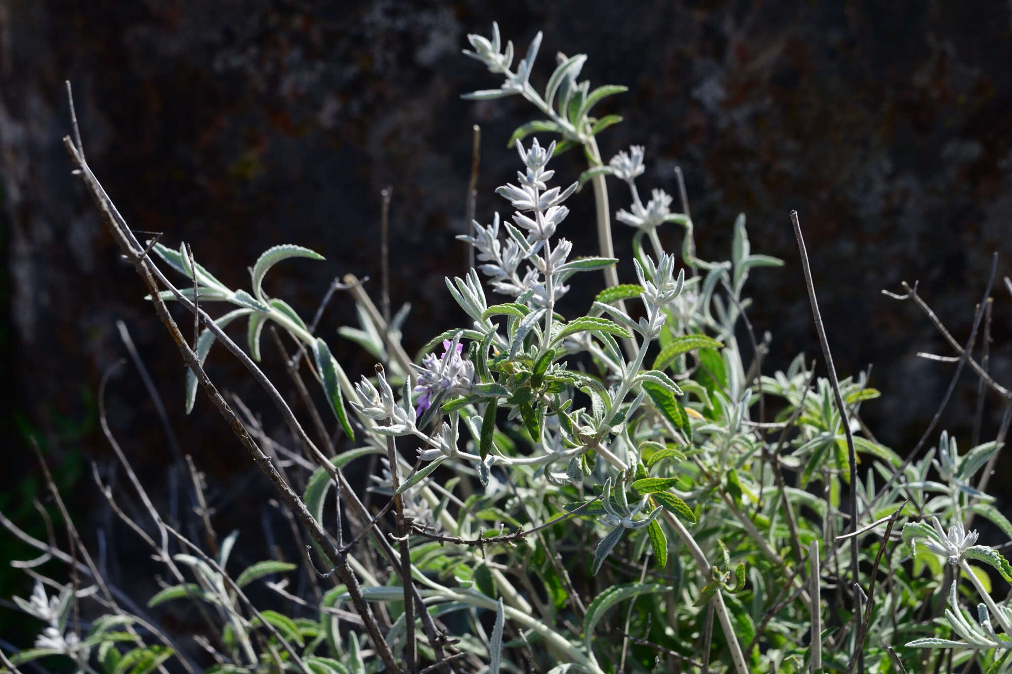 Imagem de Stachys rugosa Aiton