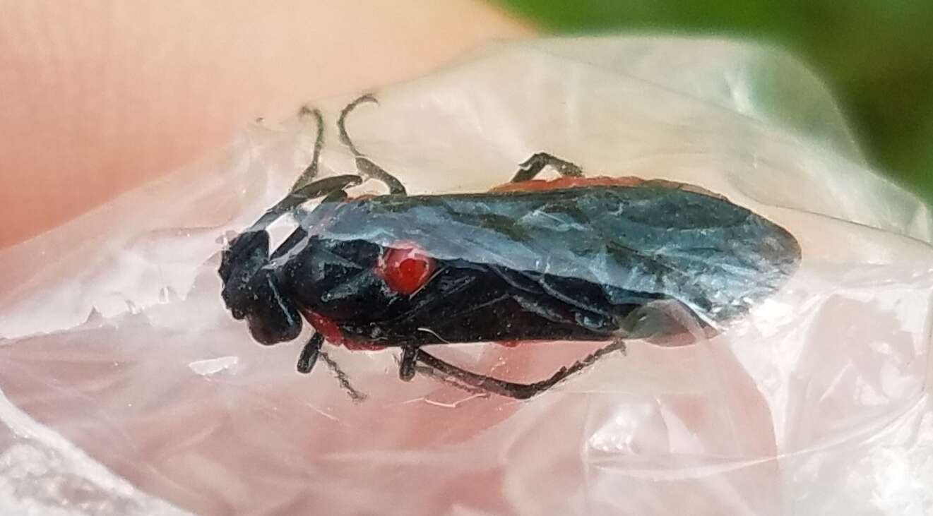 Image of Poison Ivy Sawfly