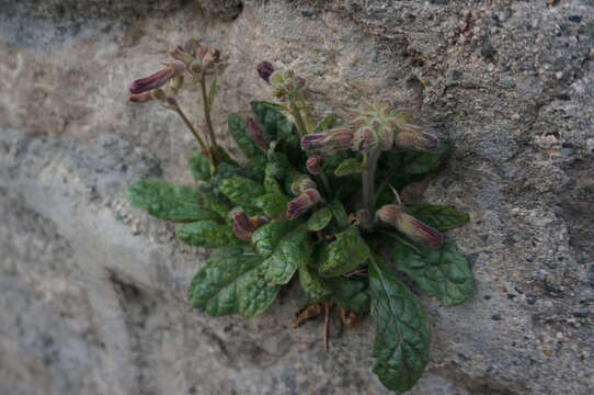 Image of Chinese Foxglove