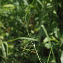 Image of Hemarthria compressa (L. fil.) R. Br.