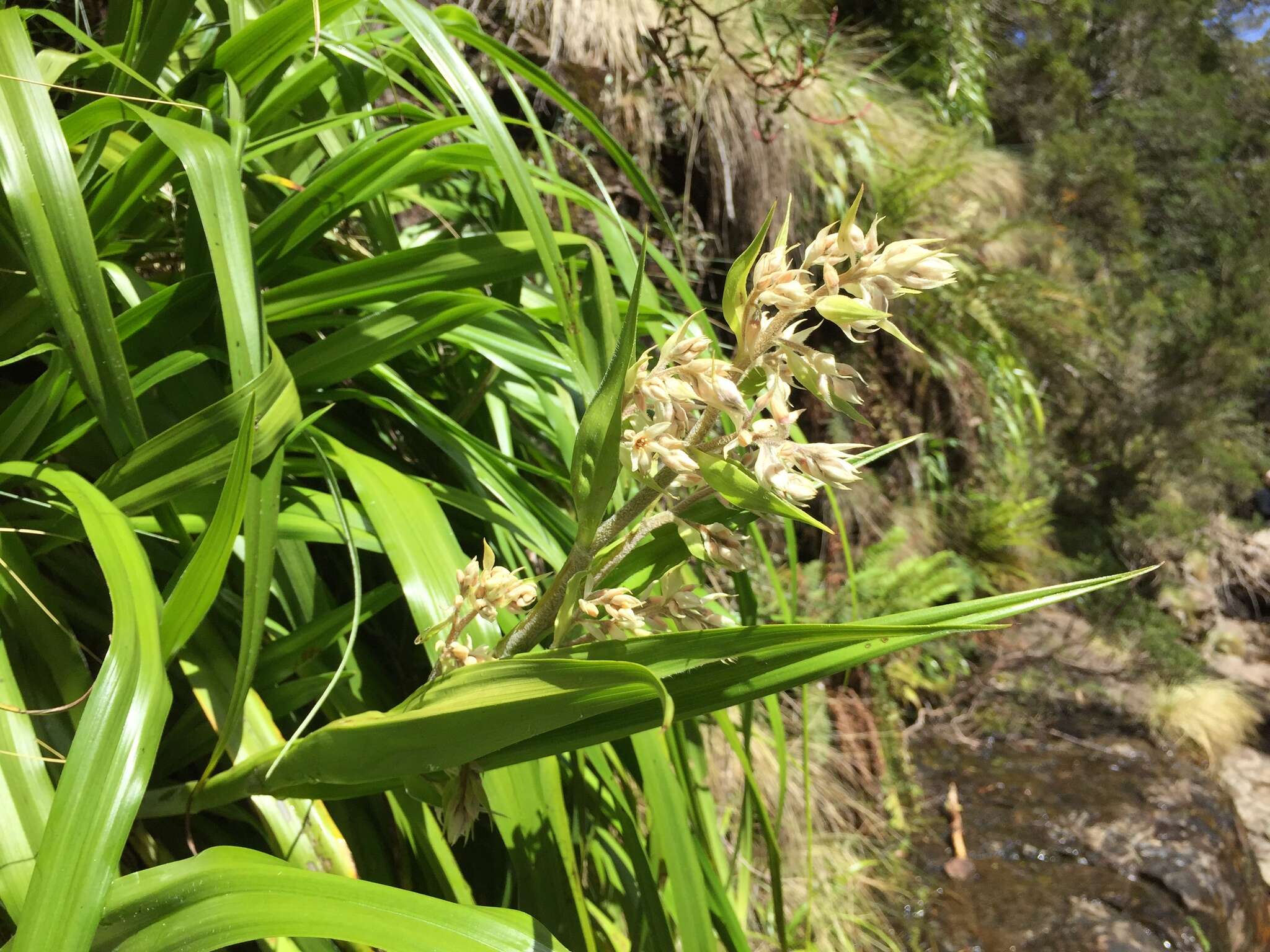 Sivun Milligania longifolia Hook. fil. kuva