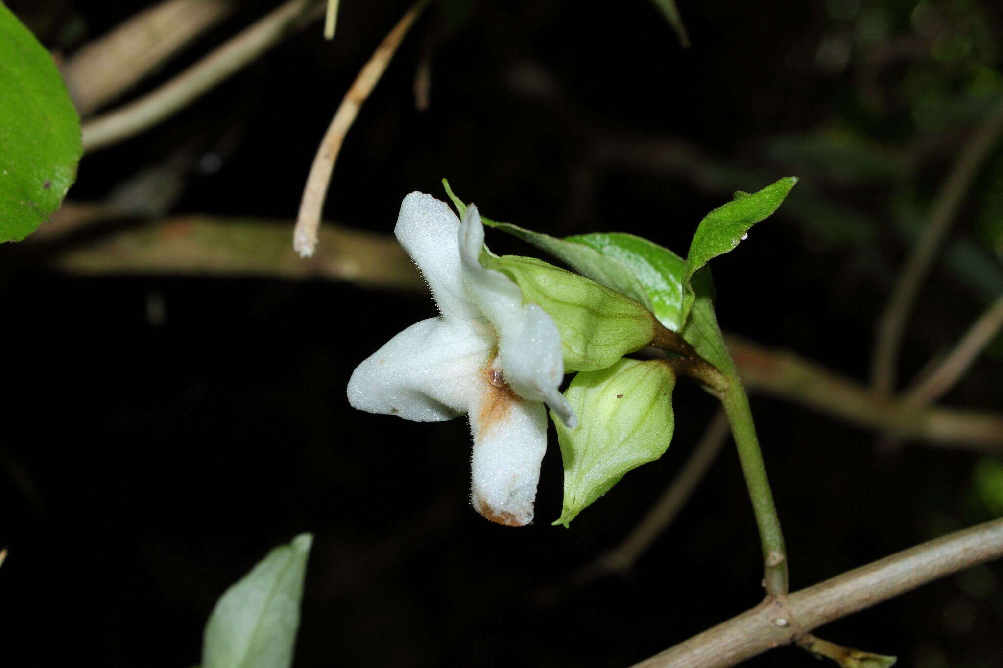 Image of largeflower cyrtandra