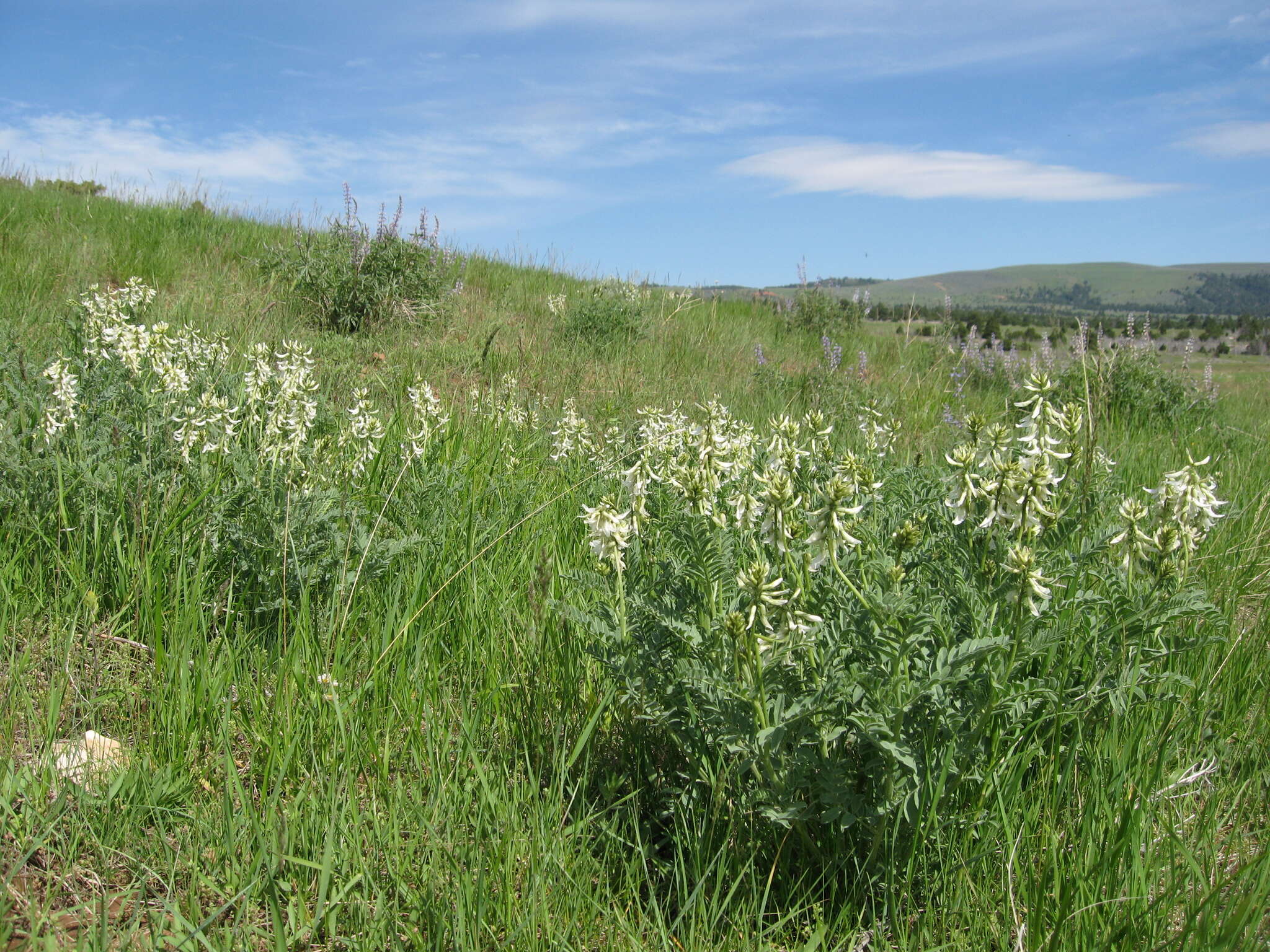 Imagem de Astragalus drummondii Dougl.