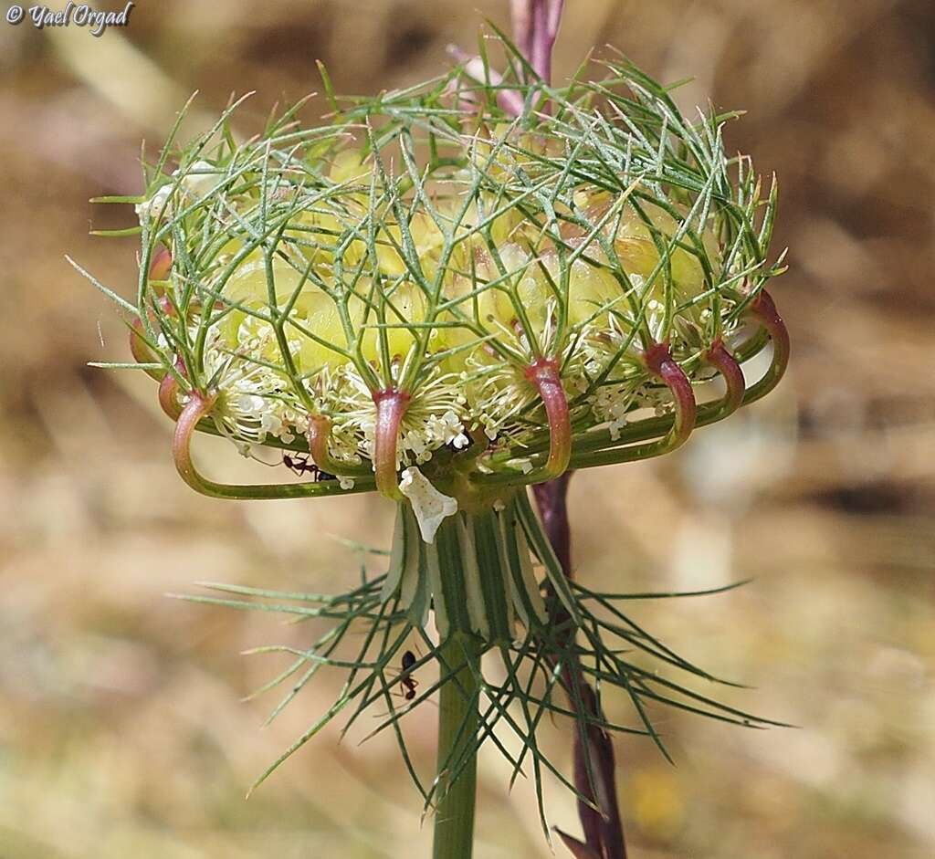 Image of Artedia squamata L.