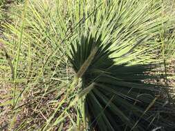 Image of Buckley's yucca