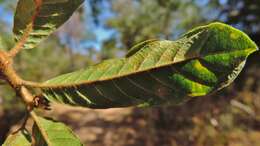 Imagem de Hugonia orientalis Engl.