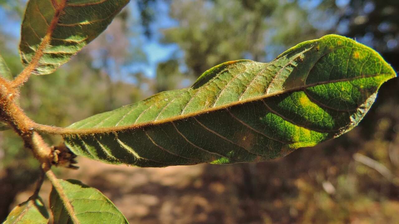 Imagem de Hugonia orientalis Engl.