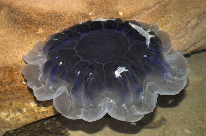 Image of Blue Jellyfish