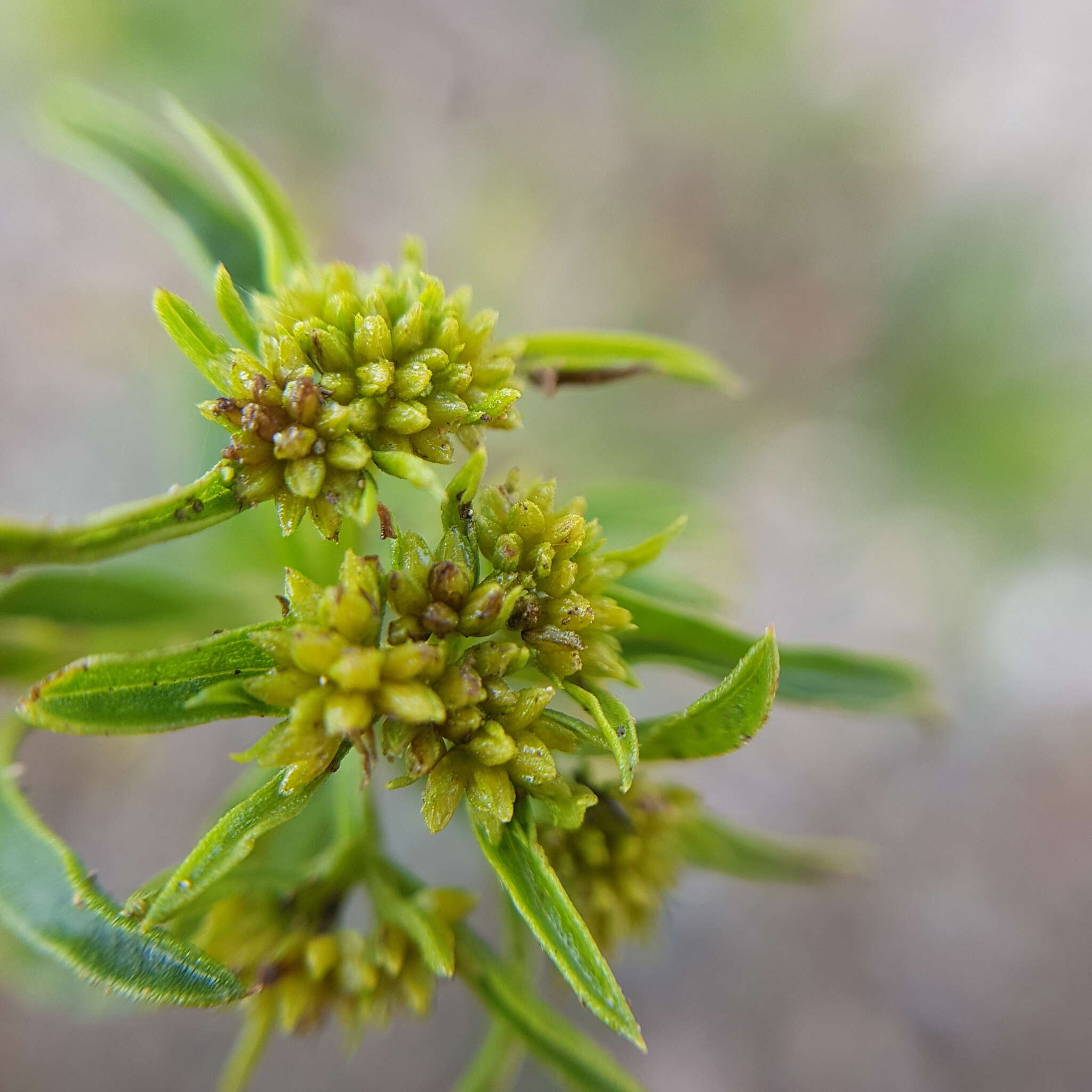 Image de Senna apiculata (M. Martens & Galeotti) H. S. Irwin & Barneb