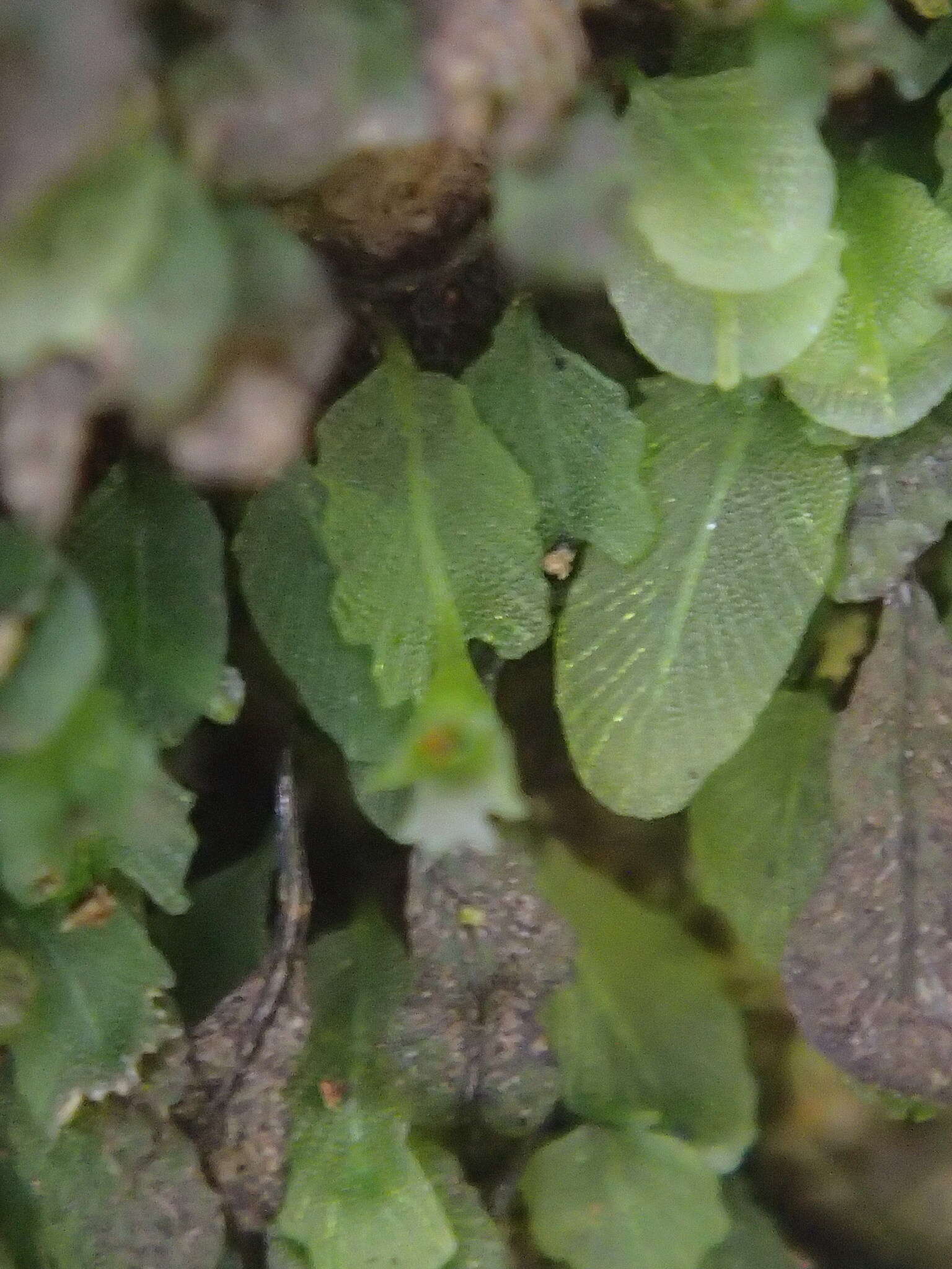 Image of Didymoglossum beaverianum Senterre & Rouhan