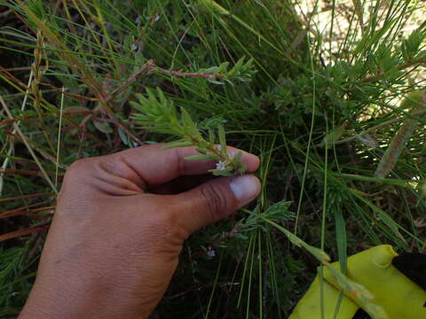 Plancia ëd Lythrum hyssopifolia L.