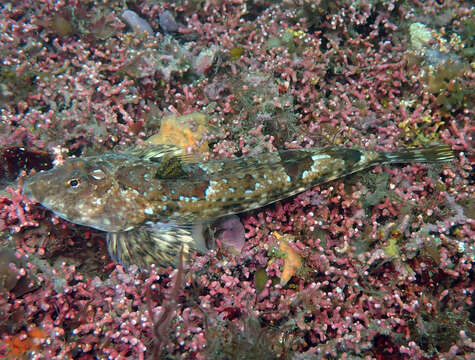 Image of Common Dragonet